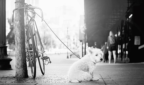 Ein angebundener Hund darf nicht angefasst werden, ganz gleich, wie niedlich man ihn findet. (Bild: pixabay)