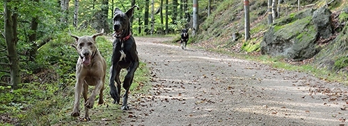 Wer Angst hat, sollte bei der Begegnung mit einem freilaufenden Hund stehen bleiben und den Halter bitten, ihn anzuleinen. (Bild: pixabay)