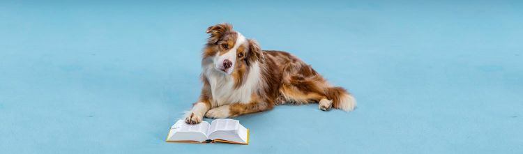 Hunde verstehen, auch ohne gemeinsame Sprache. Codex Hund - für ein friedliches Mit- und Nebeneinander.